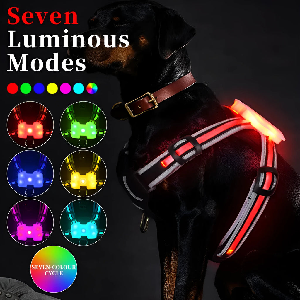 Nylon dog lead with multi-colour LED lights and a USB charging cable on a grey background