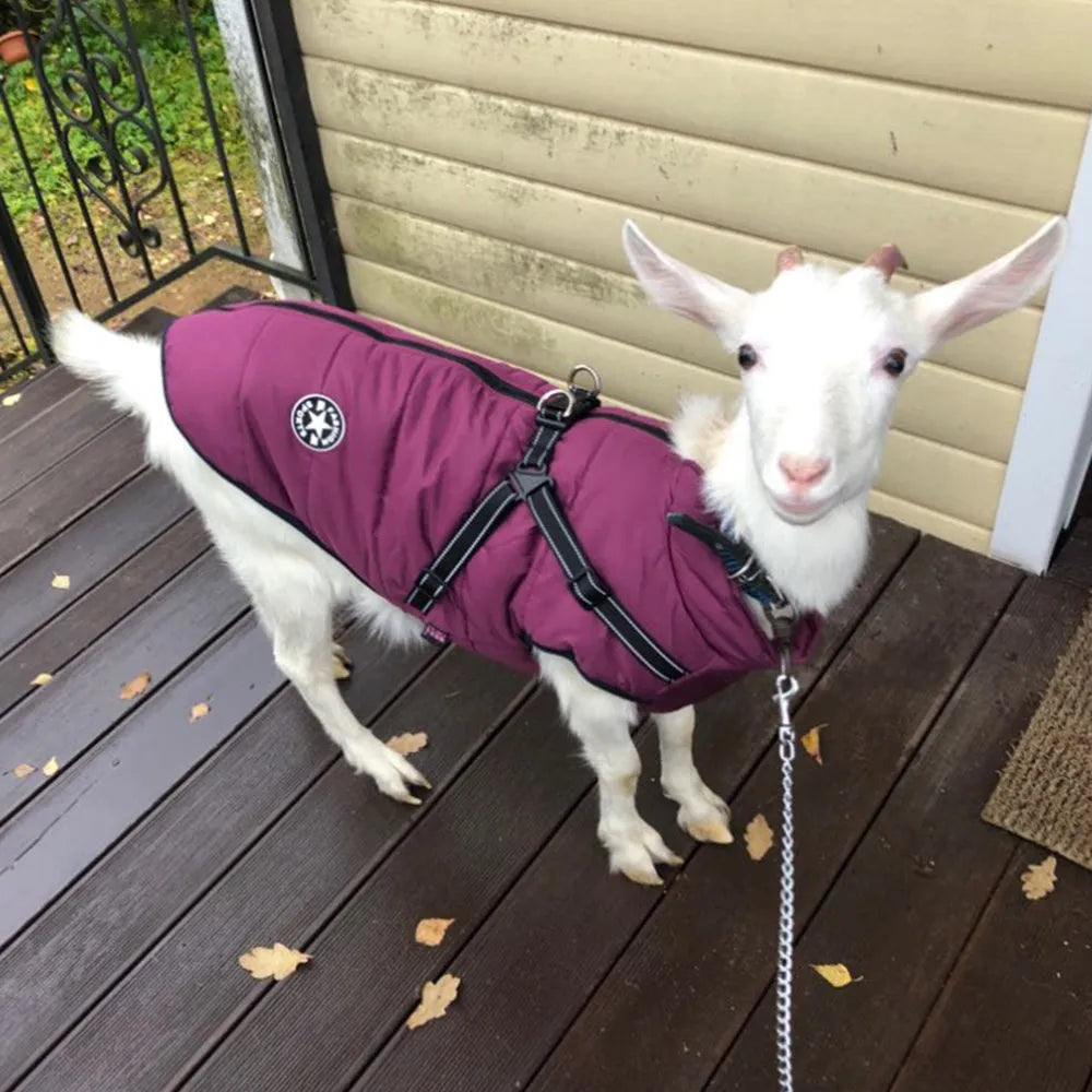 Red waterproof dog coat with an integrated harness on a dog, for winter weather.