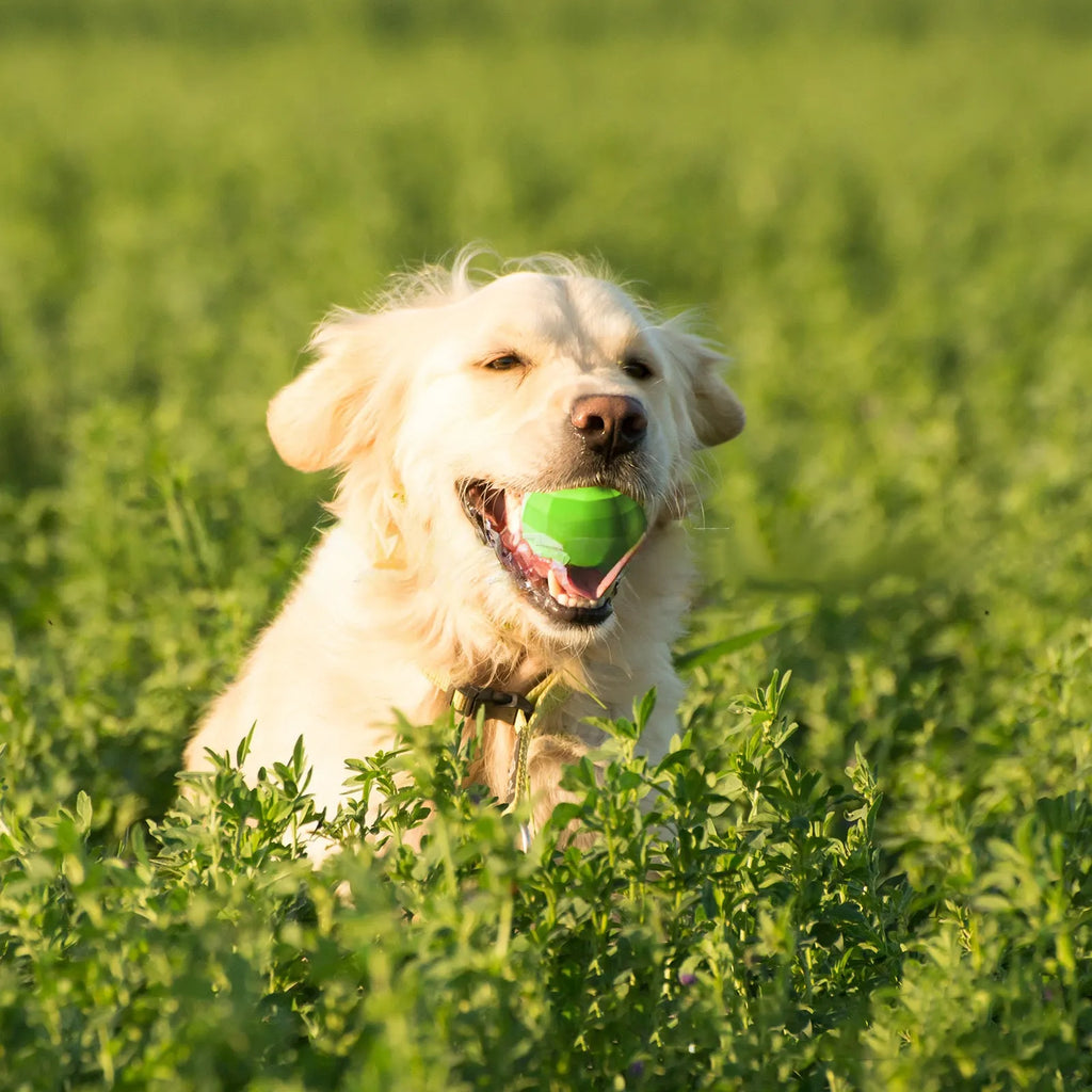 Green natural rubber dog squeaky ball toy for large breed aggressive chewers