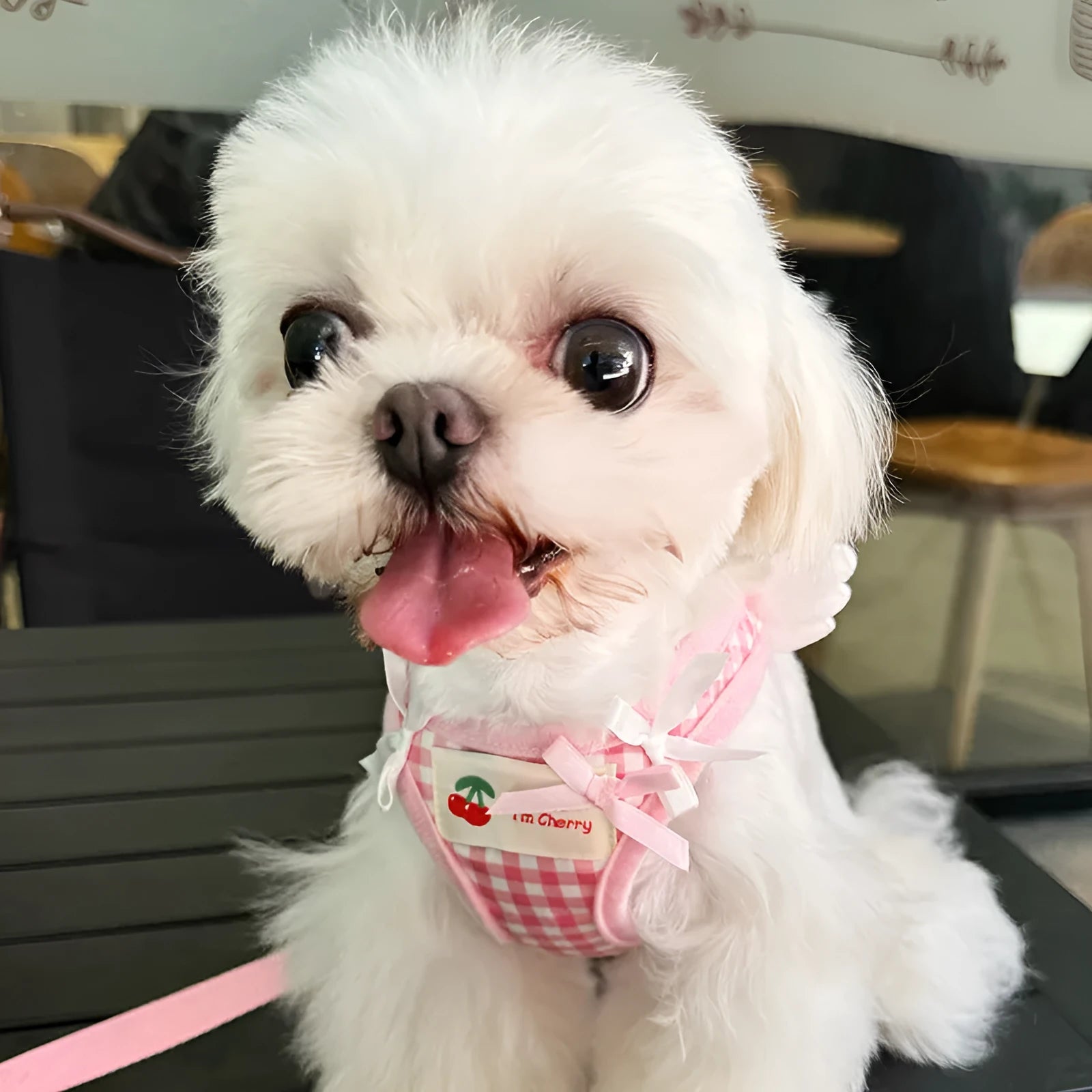 Pink and black cotton chest and back hand holding rope for small dogs in six sizes.
