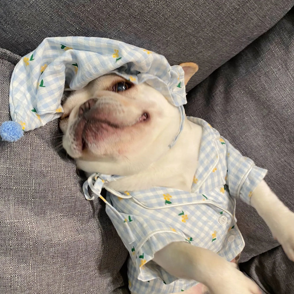 Red cotton pet pyjamas with attached hat on a teddy schnauzer dog