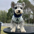Blue pet hoodie with reflective letters on a dog showing slim-fitting design