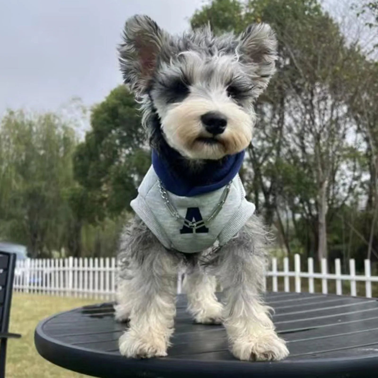 Blue pet hoodie with reflective letters on a dog showing slim-fitting design
