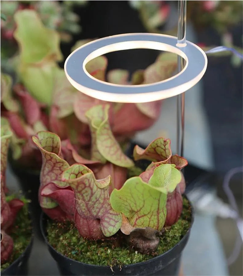 LED grow light with transparent housing and yellow LEDs mounted on acrylic stick