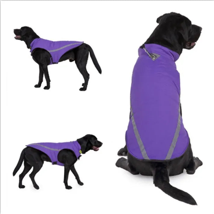 Cotton dog winter coat in black on a small dog standing outdoors