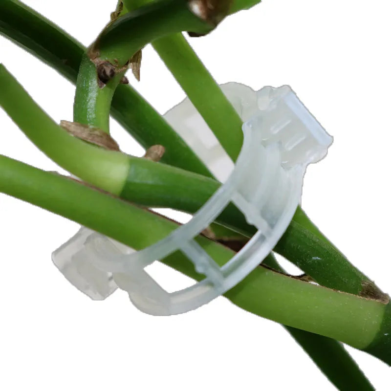 Set of 50 green and blue plastic grafting clips for supporting tomato plants and tree branches.