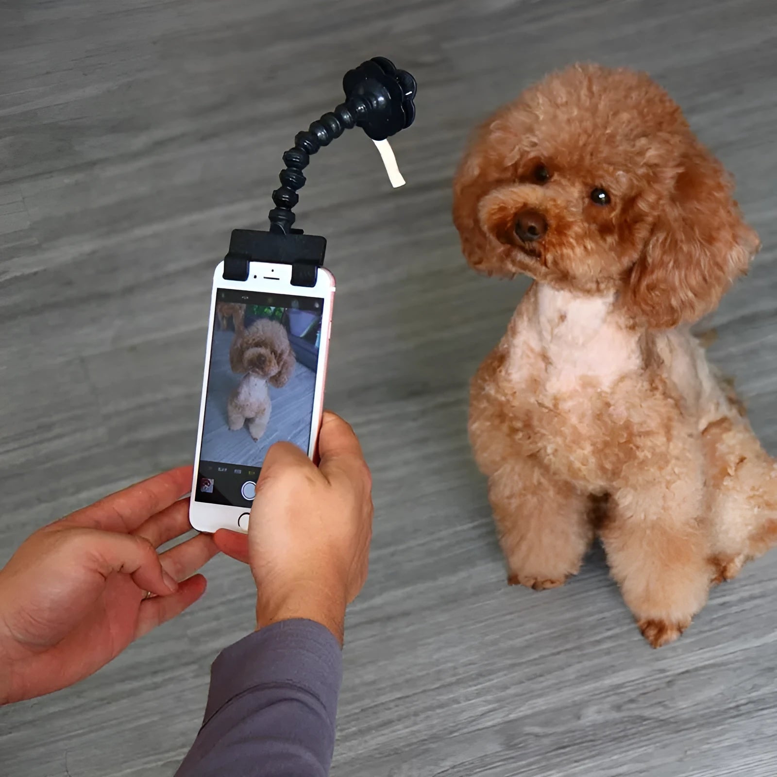 Pet selfie stick with retractable PVC pole and two detachable clips for hands-free photography