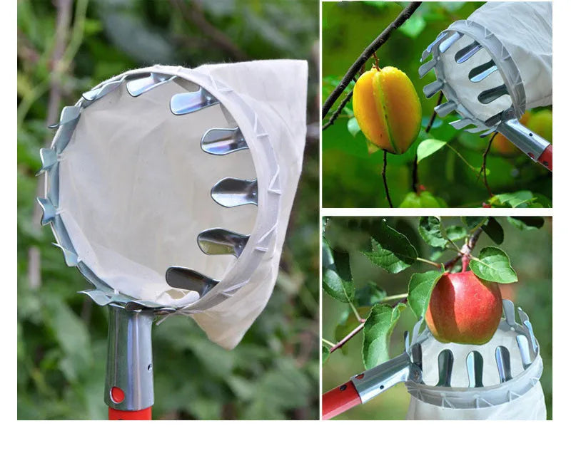 Fruit picker with steel frame and cloth bag catcher for harvesting tree fruit
