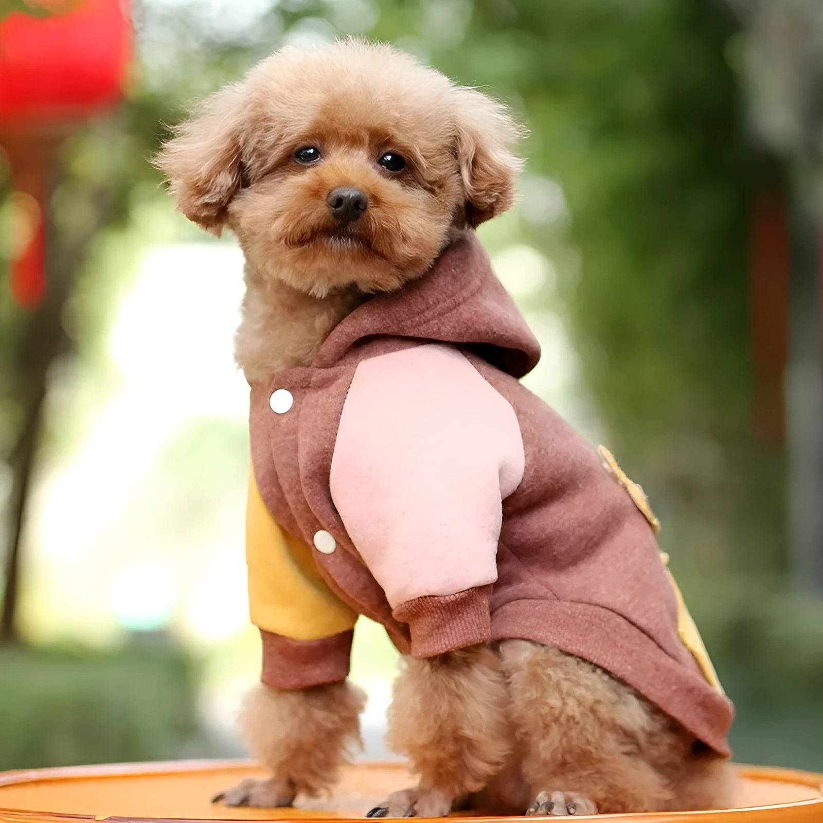 Brown cotton pet dog sweatshirt casual leisure wear garment