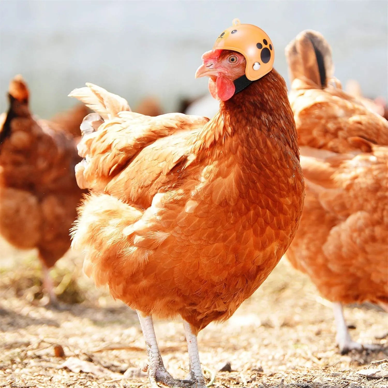 Small plastic pet helmet with elastic straps for chickens and birds.