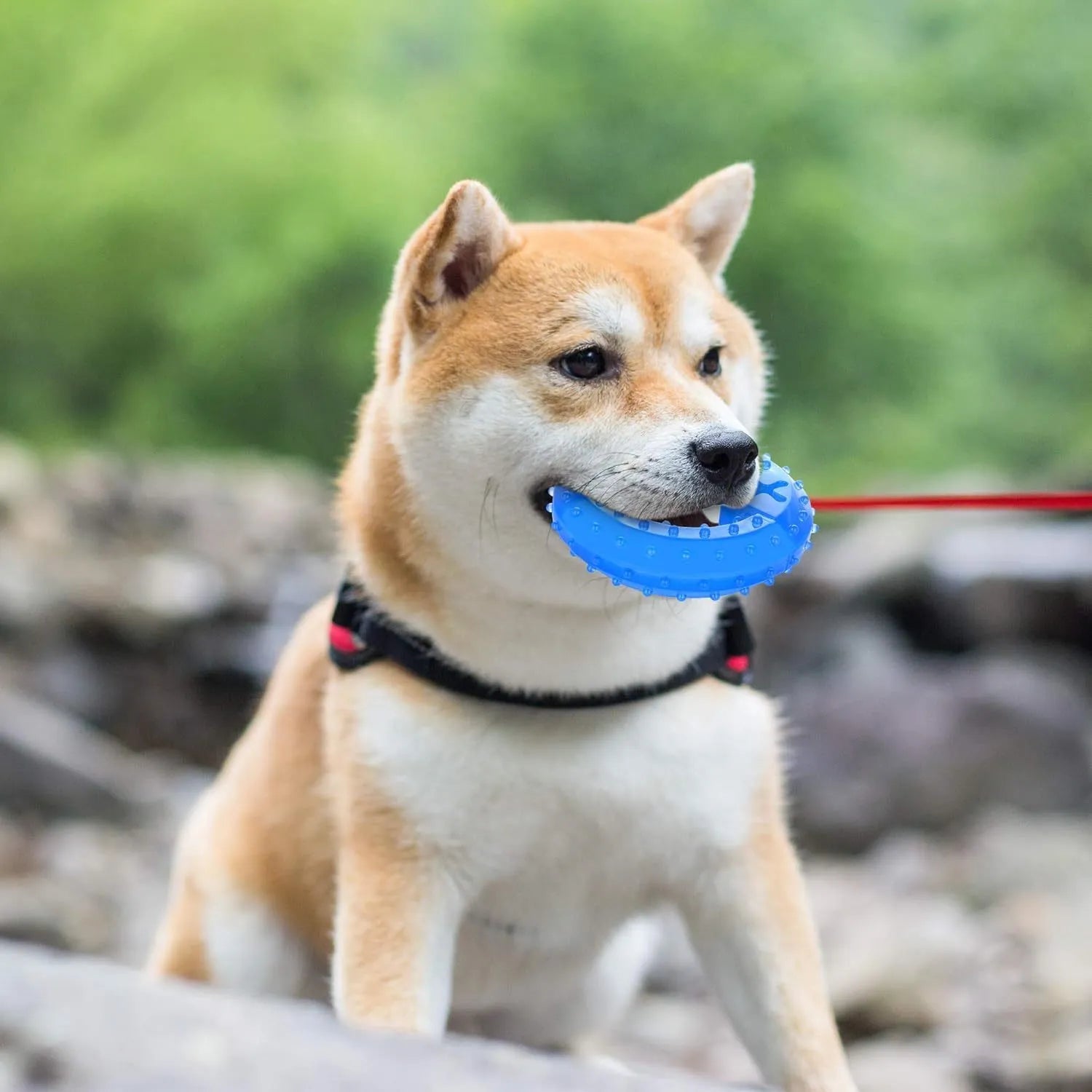 Freezable dog teething chew toy with non-toxic materials and purified water cooling