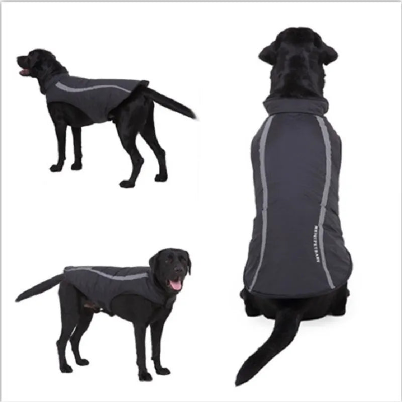 Cotton dog winter coat in black on a small dog standing outdoors