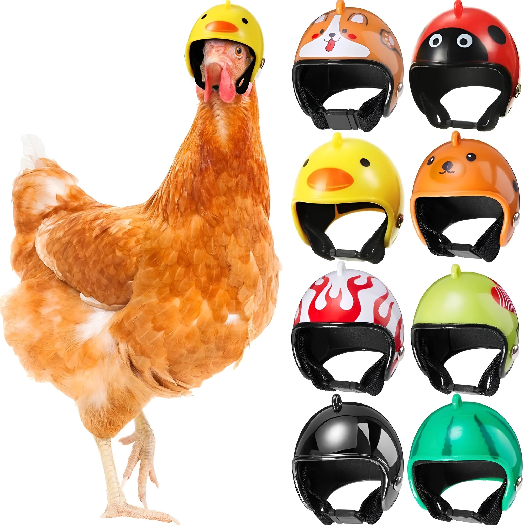Small plastic pet helmet with elastic straps for chickens and birds.