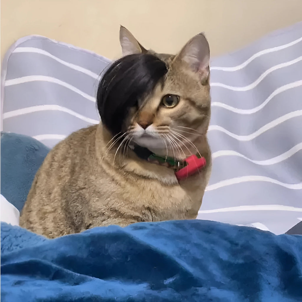 Black polyester cat wig with imitation braid design for pet dress-up