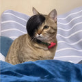 Black polyester cat wig with imitation braid design for pet dress-up