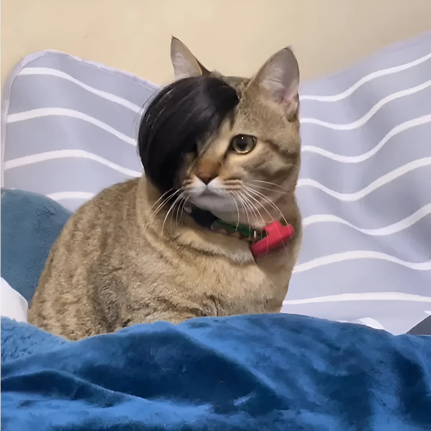 Black polyester cat wig with imitation braid design for pet dress-up