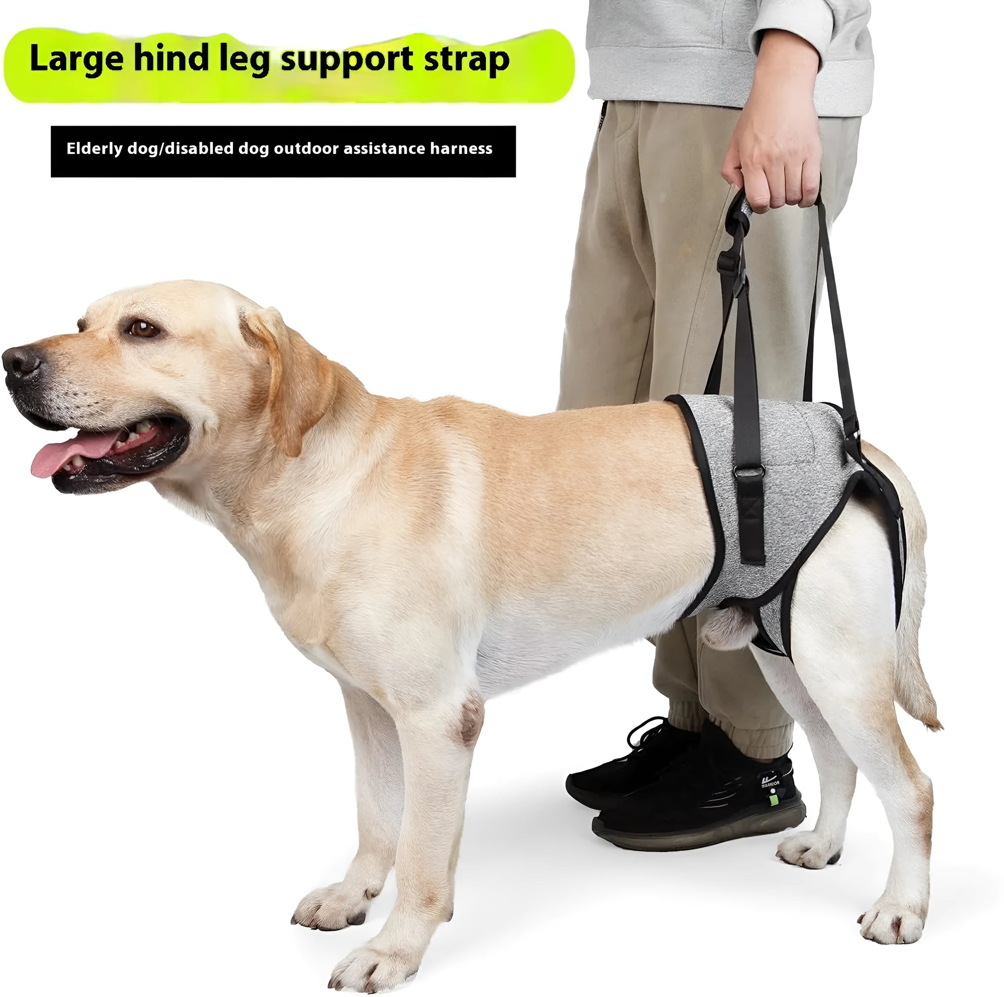 Grey neoprene dog rear leg recovery belt showing adjustable design for injury support