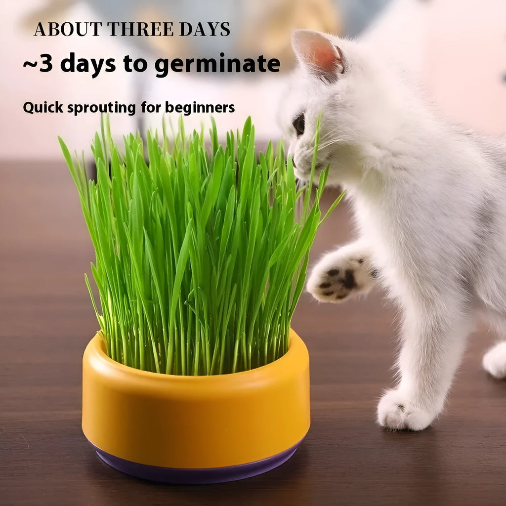 Hydroponic cat grass growing kit with soilless cup and five seed packs in blue, green or yellow colours