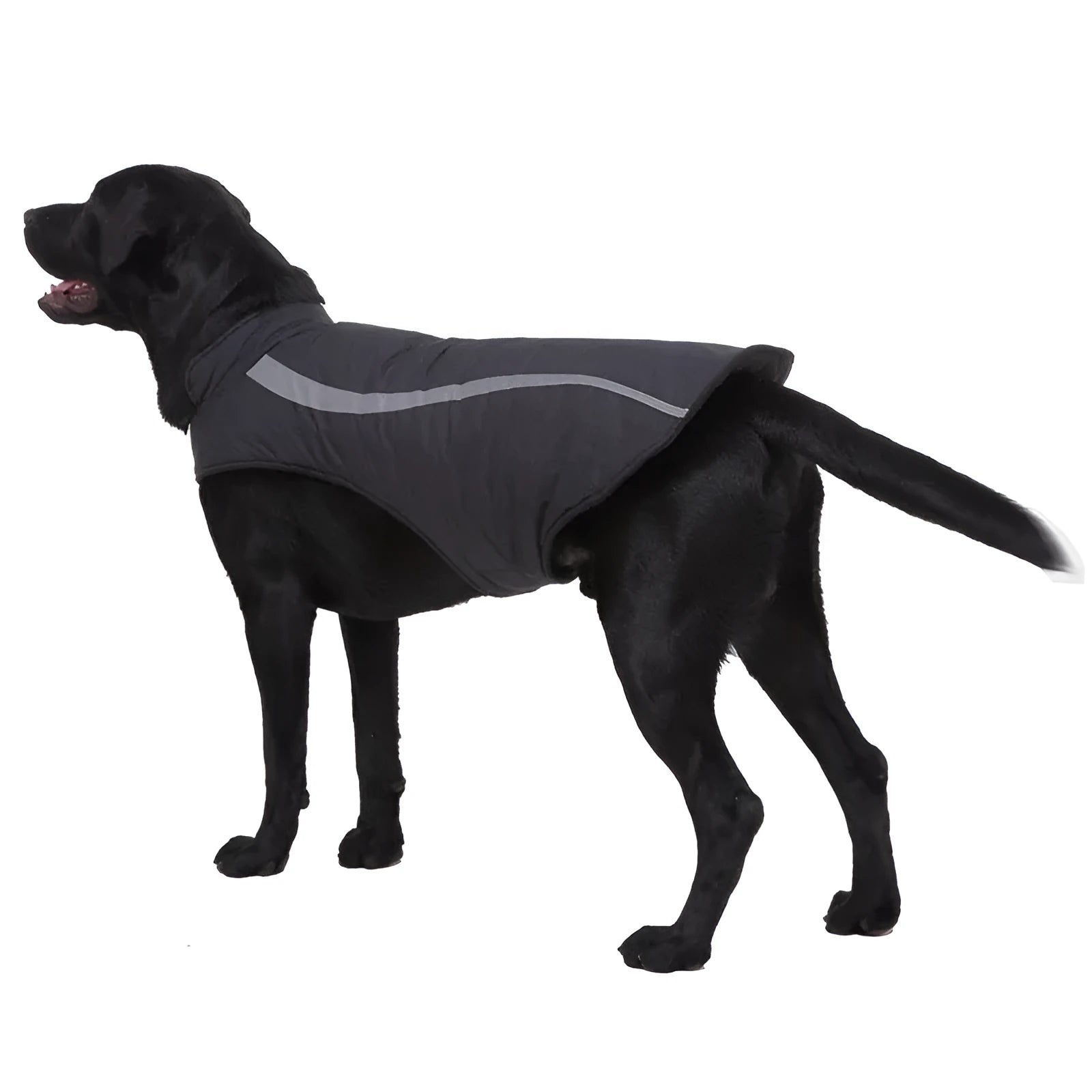 Cotton dog winter coat in black on a small dog standing outdoors