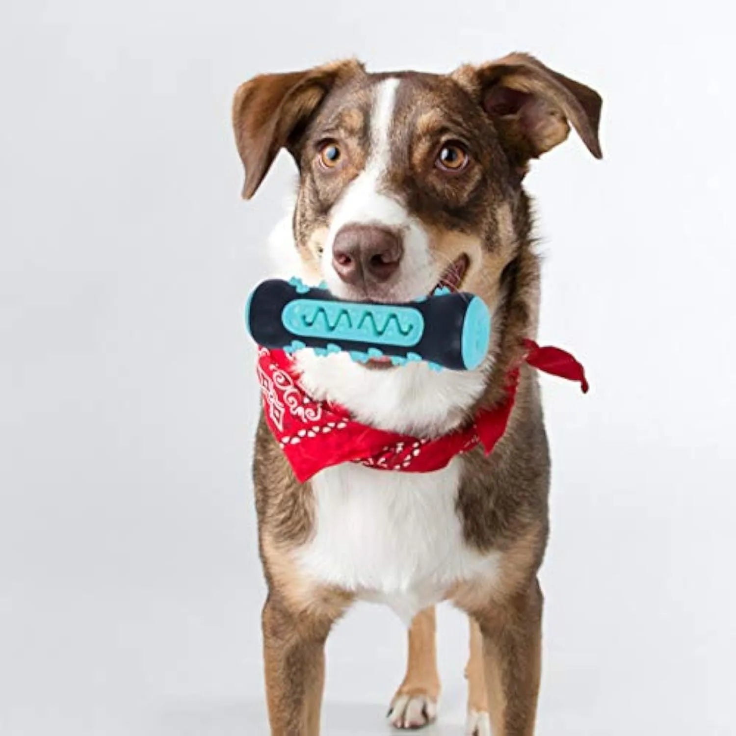 Natural rubber dog dental chew toy in blue colour, showing stick shape for teeth cleaning.
