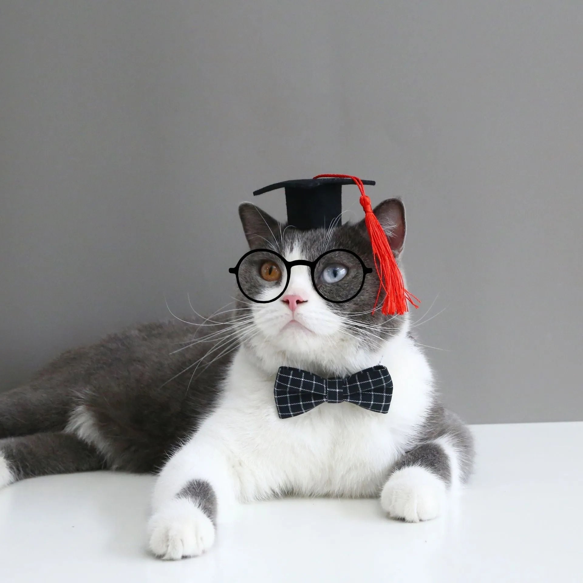 British-style pet hair band and bow tie set in woolen felt for weddings and carnival events