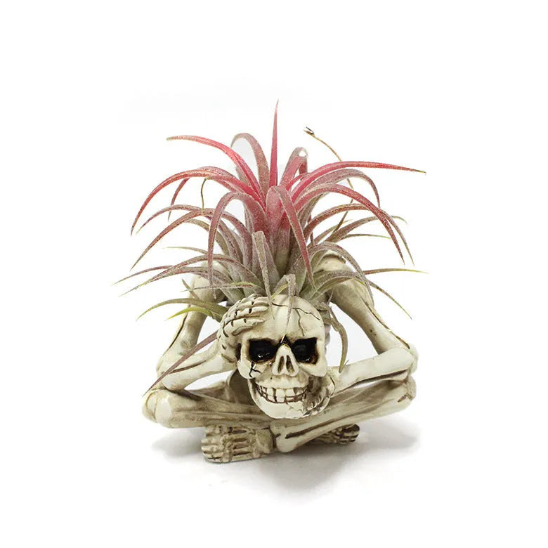 Gothic skull design resin bracket for Tillandsia air plants on iron base, measuring 7cm wide by 8cm deep by 12.5cm high