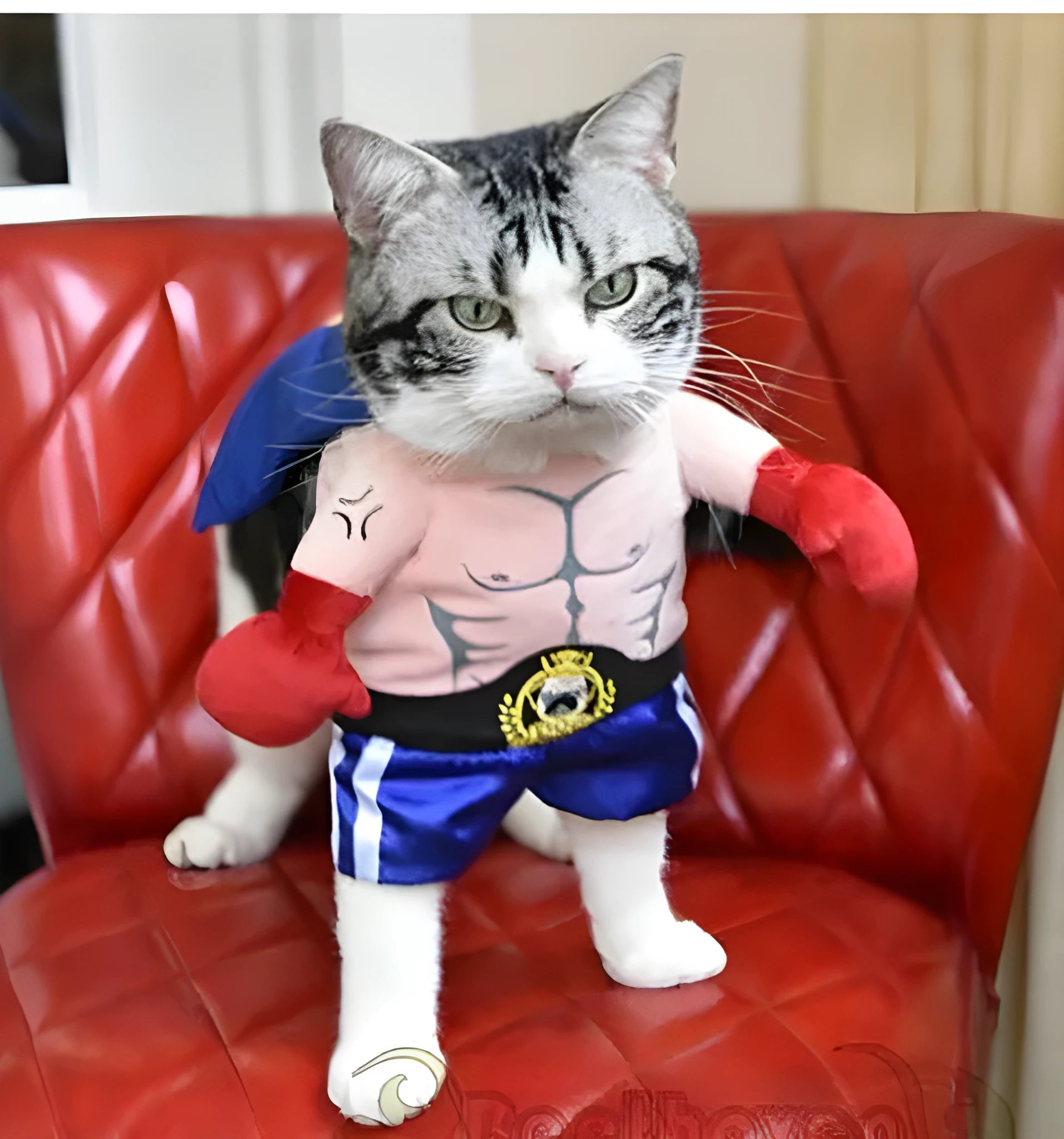 Blue polyester boxer cat costume with four size options S M L XL bust measurements