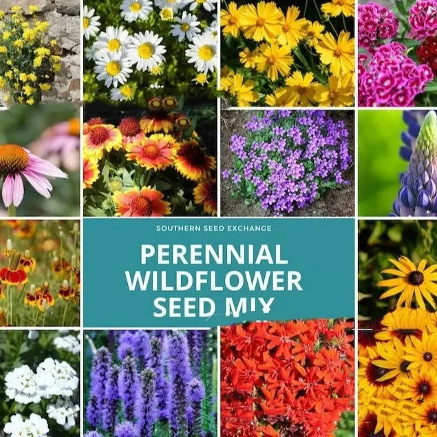 Packet of mixed wildflower seeds containing Purpleflower Holly Leaf, sold in 1000, 5000, or 10000 seed quantities.