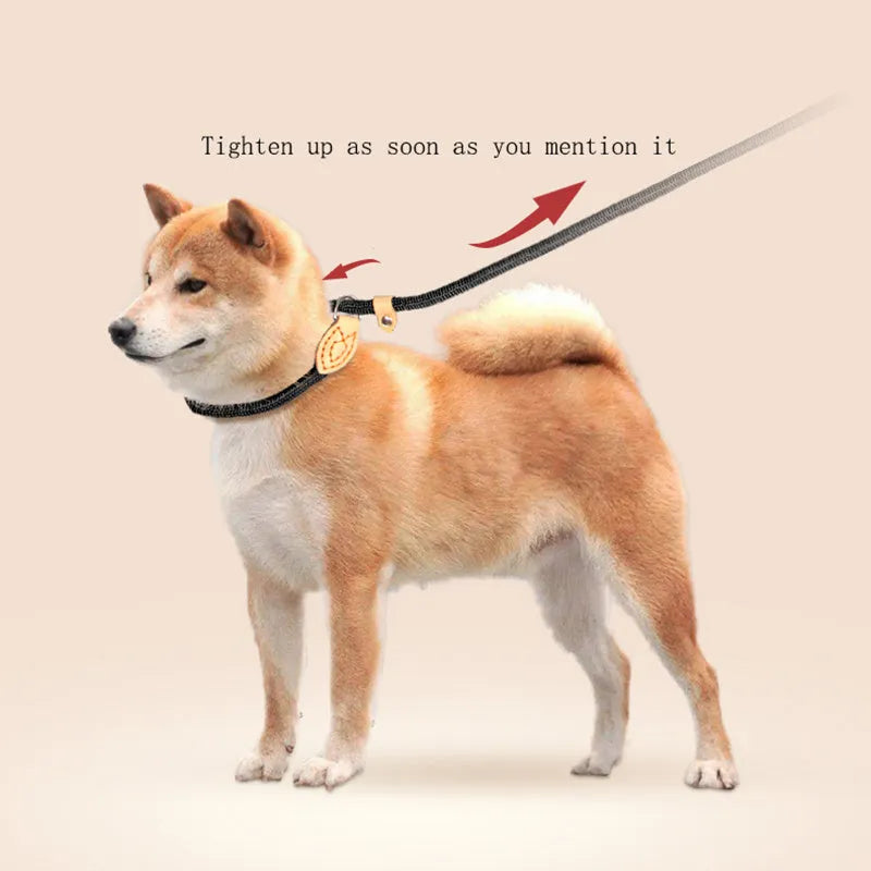 Blast race training dog collar and leash in five colour options with rope construction