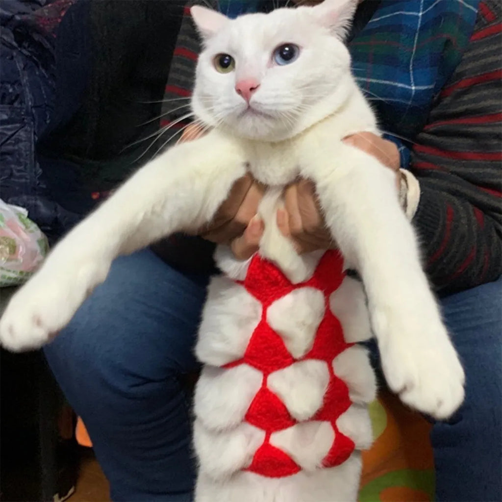 Cat wearing bikini costume in various colours for Halloween or party events