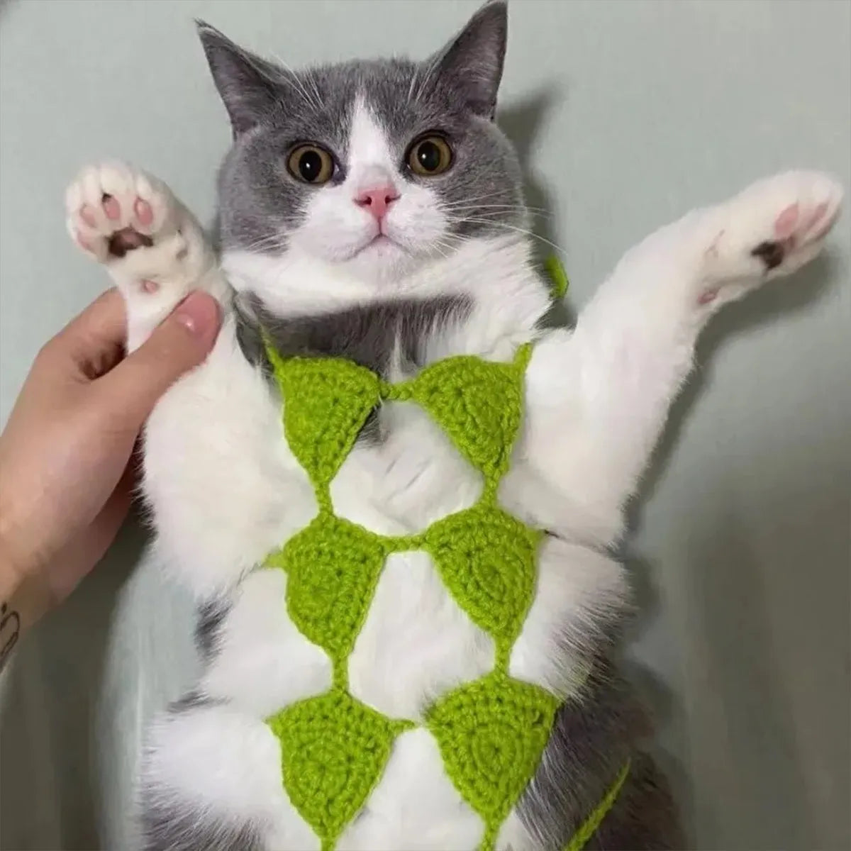 Cat wearing bikini costume in various colours for Halloween or party events