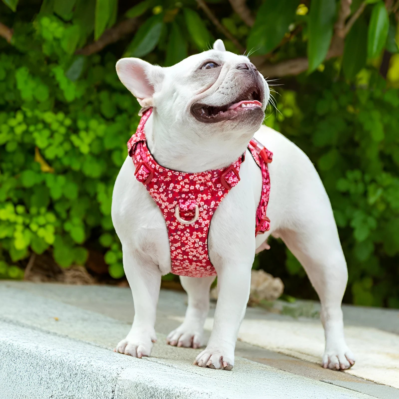 Floral patterned pure cotton dog chest harness with adjustable straps for walking control