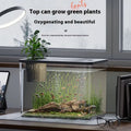 Black ecological betta fish tank with cover measuring 32cm long by 18.5cm wide