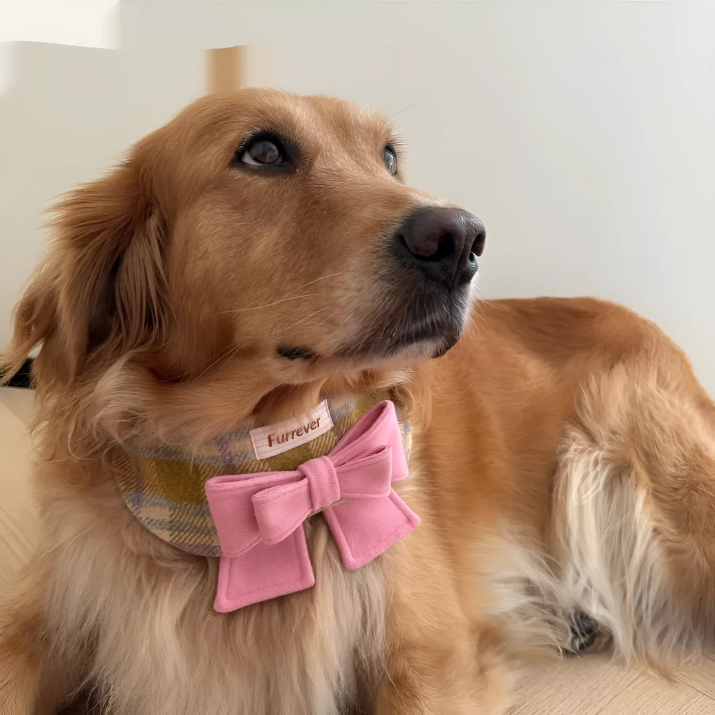 My Maillard Puppy Bow Bib in Maillard Gift Bib colour attached to a matching polyester collar, available in multiple sizes for dogs