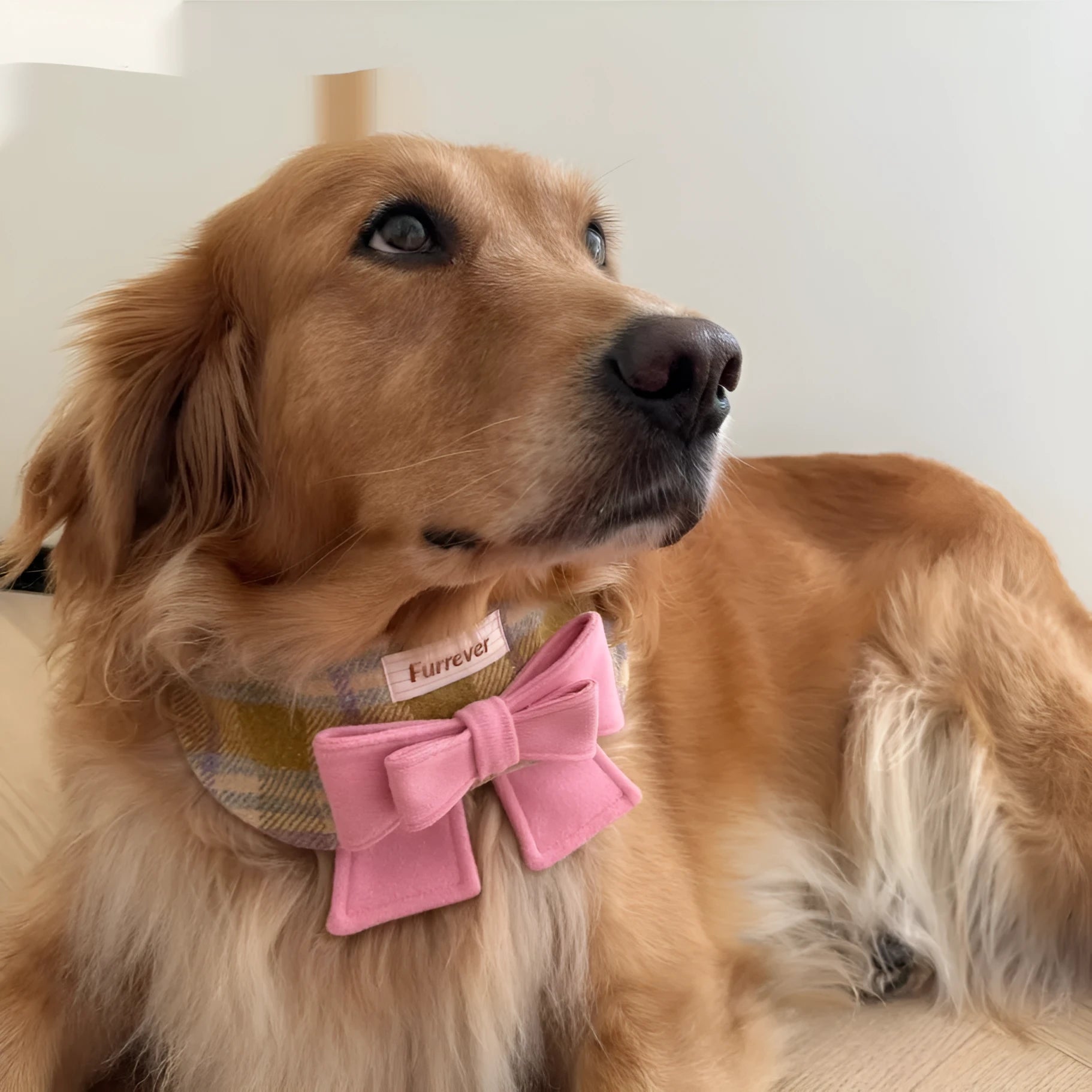 My Maillard Puppy Bow Bib in Maillard Gift Bib colour attached to a matching polyester collar, available in multiple sizes for dogs