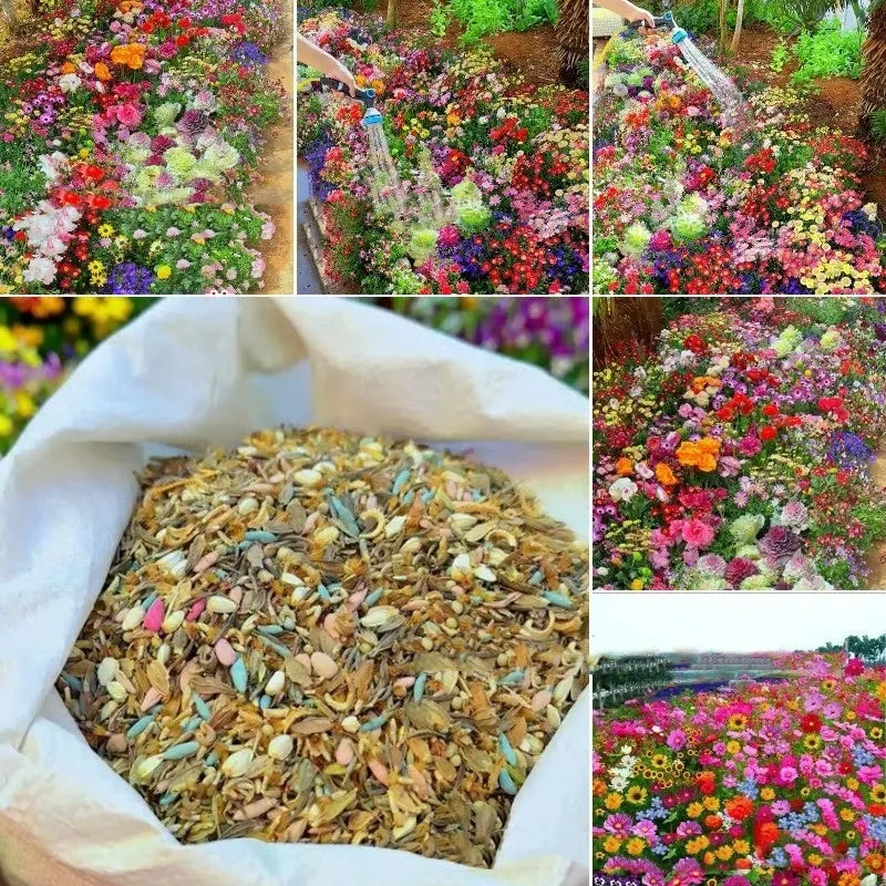 Packet of mixed wildflower seeds containing Purpleflower Holly Leaf, sold in 1000, 5000, or 10000 seed quantities.