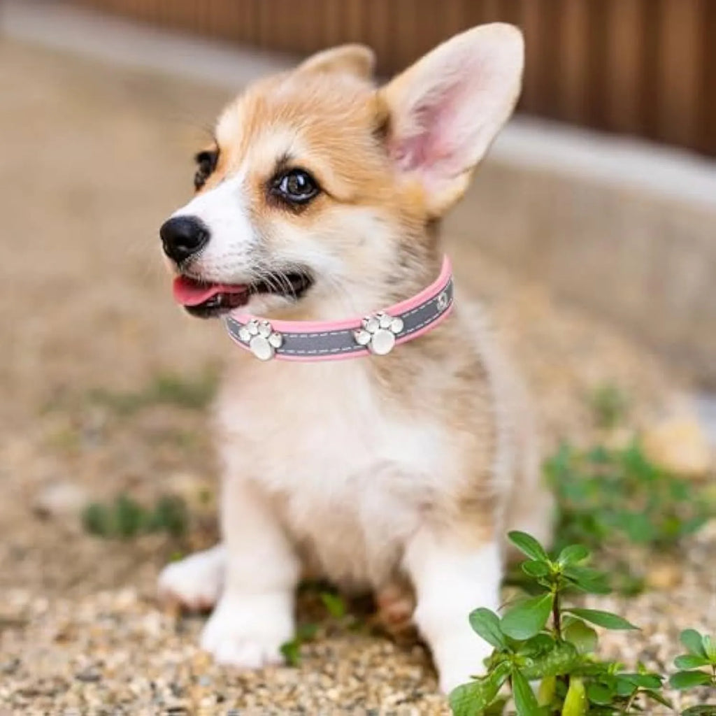 Reflective brown PU leather dog collar with metal buckle and decorative paw-shaped rivet.