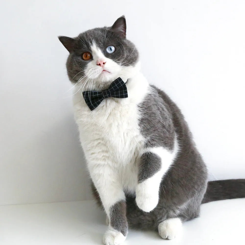 British-style pet hair band and bow tie set in woolen felt for weddings and carnival events