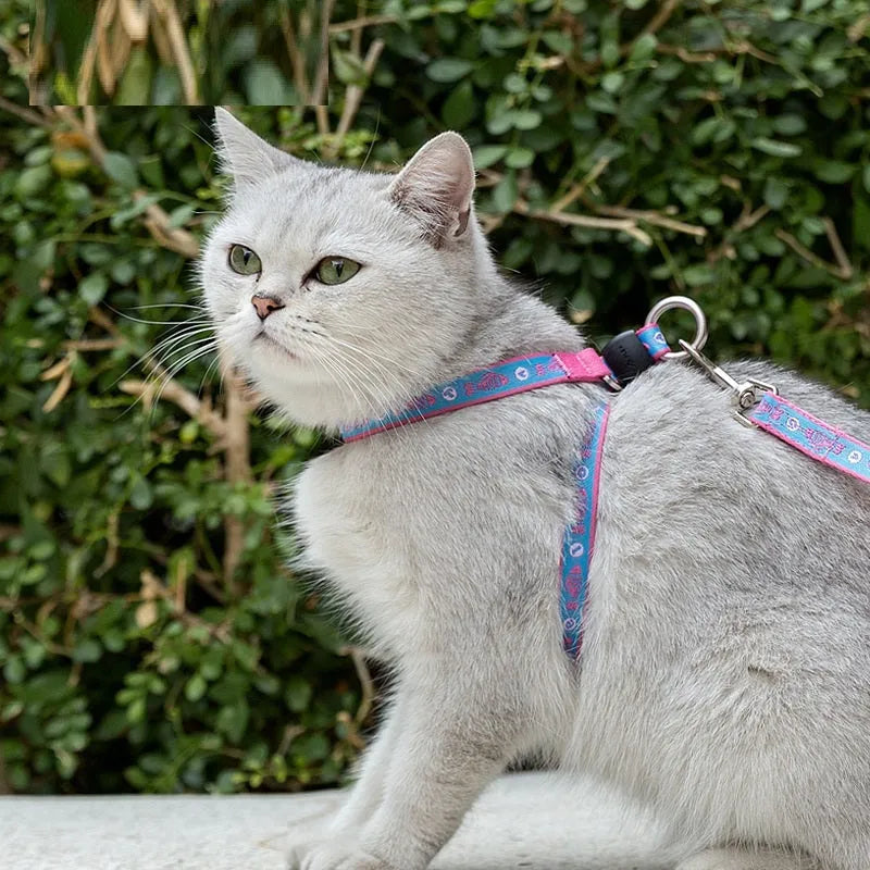 Pet cat bell chest strap and traction rope set in blue polyester jacquard mesh on a small dog