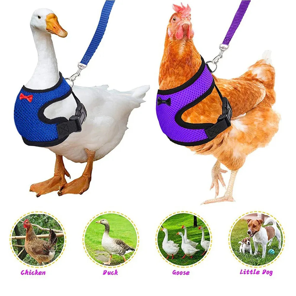 Colourful chicken vest harness and collar set for ducks and hens with a traction rope.