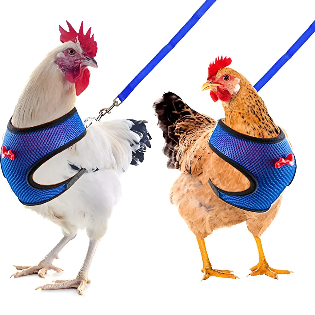 Colourful chicken vest harness and collar set for ducks and hens with a traction rope.