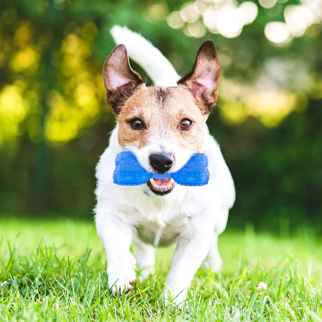 Freezable dog teething chew toy with non-toxic materials and purified water cooling
