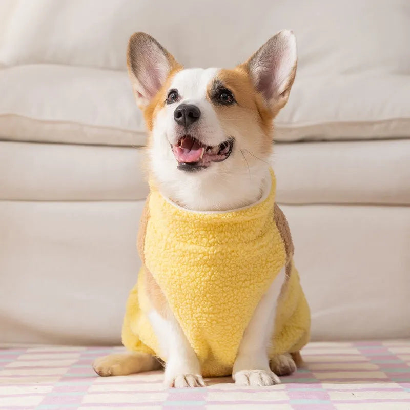 Small dog wearing a blue fleece jacket with bear embroidery and plaid pockets