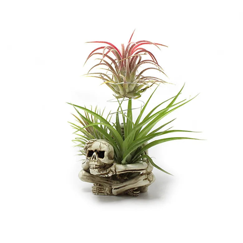 Gothic skull design resin bracket for Tillandsia air plants on iron base, measuring 7cm wide by 8cm deep by 12.5cm high