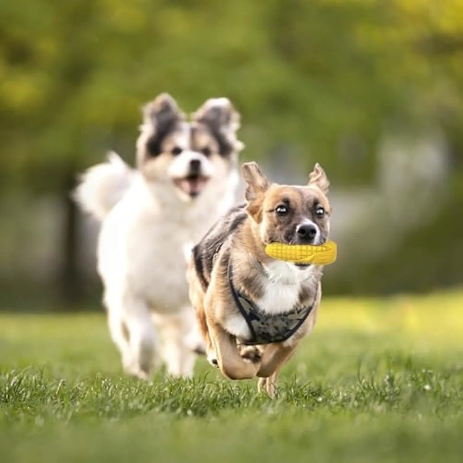 Corn stick shaped dog chew toy for medium and large breeds with textured surface