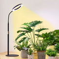 White 6-inch angel ring LED plant grow light on a tall, slender adjustable floor stand.