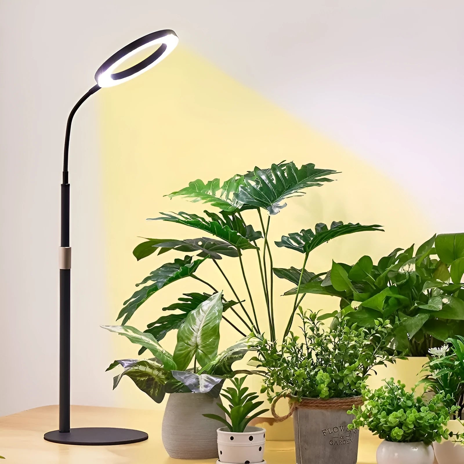 White 6-inch angel ring LED plant grow light on a tall, slender adjustable floor stand.