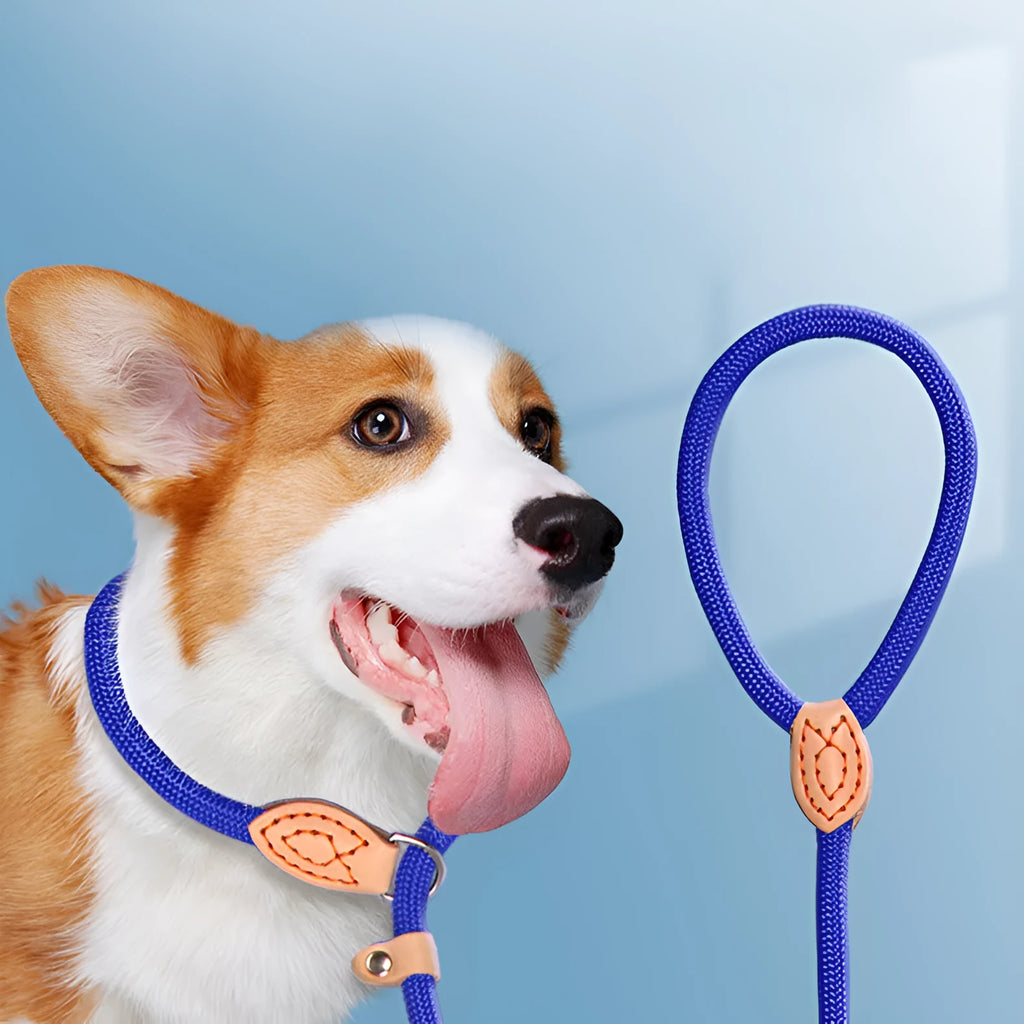 Blast race training dog collar and leash in five colour options with rope construction