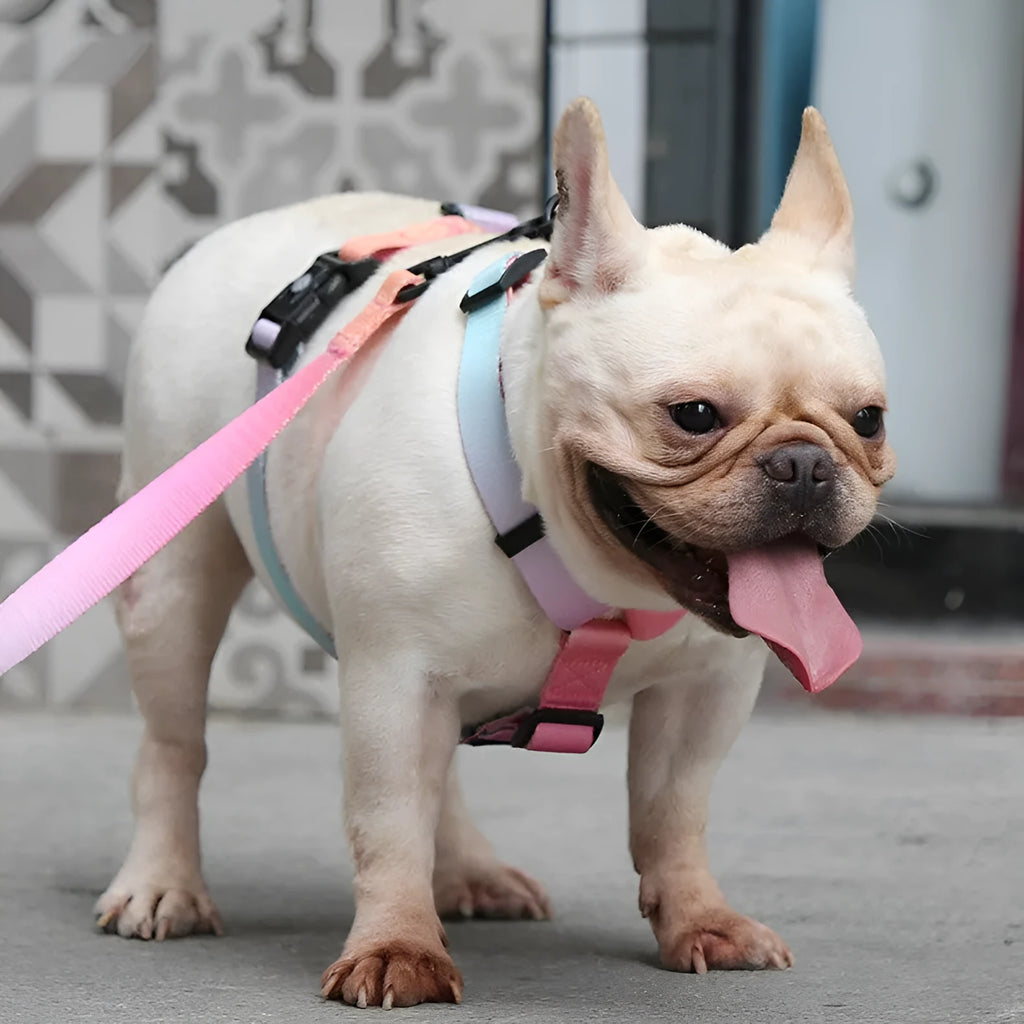 Gradient colour pet harness with chest and back straps in adjustable S, M, L sizes