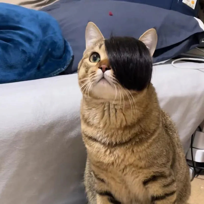 Black polyester cat wig with imitation braid design for pet dress-up
